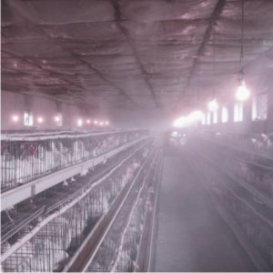 畜牧養(yǎng)殖噴霧消毒降溫